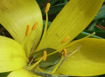 Sternbergia lutea